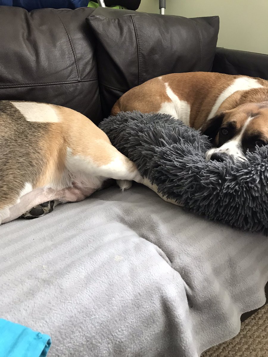 Eddie, 🌈Angel Ella, Winnie, Johnny, Ziggy & Axl tweet media