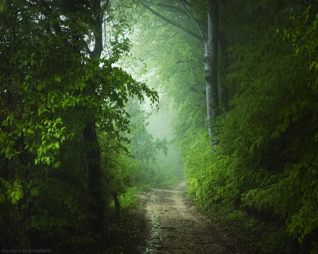 Trail in foggy forest #landscapephotography #photography #nft #nftphotography