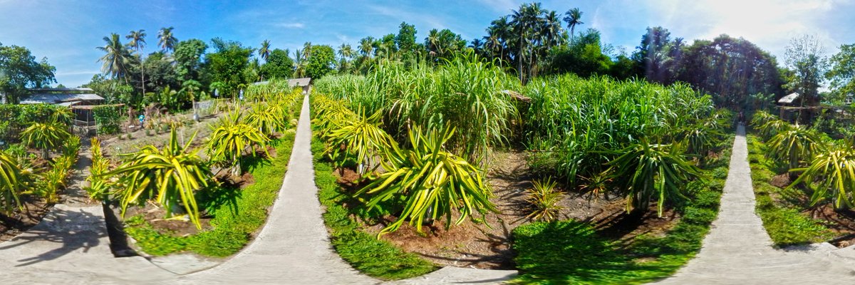 josereyalo's tweet photo. Dragon fruits intercropped with sugar cane. A #pano from my first attempt at doing a farm #virtual tour.
πAgusan del Norte π΅π
#PanoPhotos #rtitbot #ThePhotoHour #StormHour #Farming #agriculture #ishareknowledge
π @PanoPhotos @LensAreLive @coolonespa https://t.co/nlCi0zRALA