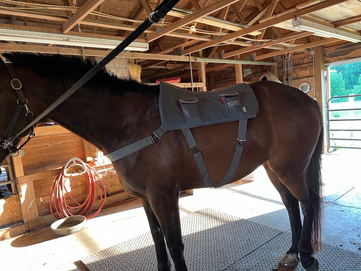 The Equilibrium Therapy Massage Pad is a great therapy tool to have in the barn! bit.ly/3yLcjI7
