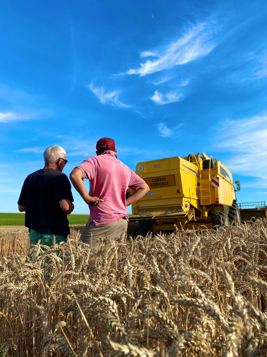 Fauchera ? Fauchera pas ? #ble2022 <a href="/valfrancecoop/">Valfrancecoop</a>