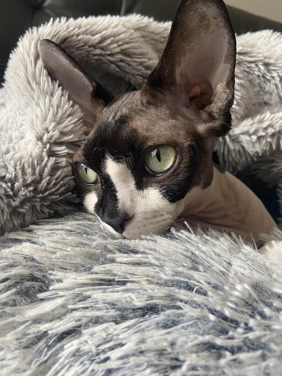 seraaaaaaaaah's tweet photo. @catsofinstagram 
how could you resist that face 😍 #twitterweek #catsofinstagram https://t.co/GK1gDSu1jS