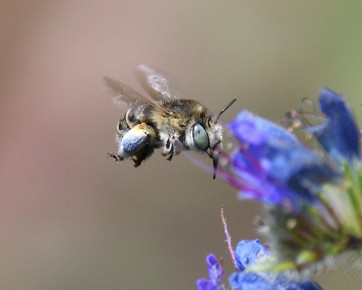 There are many things I love about having Vipers Bugloss, Echium Vulgare in my garden but attracting the #GreenEyedFlowerBee is probably the best thing of all ❤️#Shutterton #Dawlish #Devon