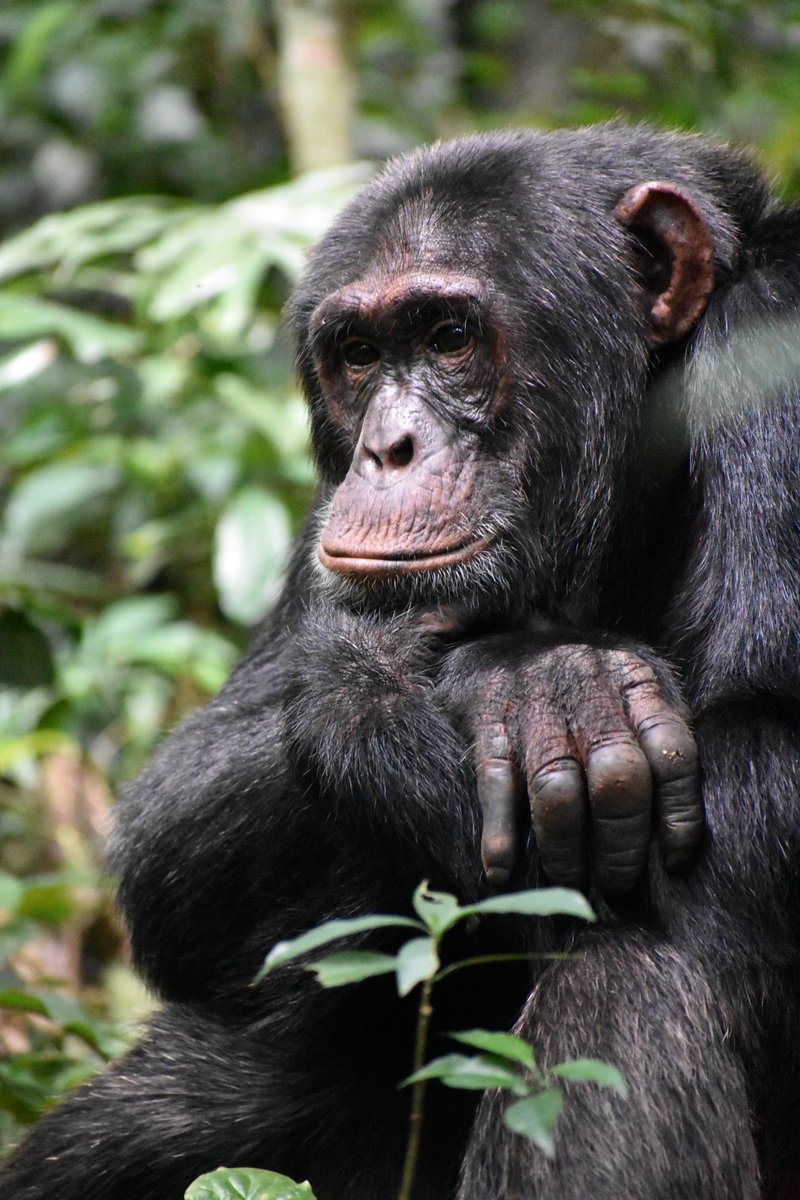 Just look at this gorgeous hunka #chimpanzee! Tuke is a Big Powerful MaleTM but he also likes to look thoughtful- as anyone who has ever studied him can tell you- this is his very typical contemplation pose. #FieldLife