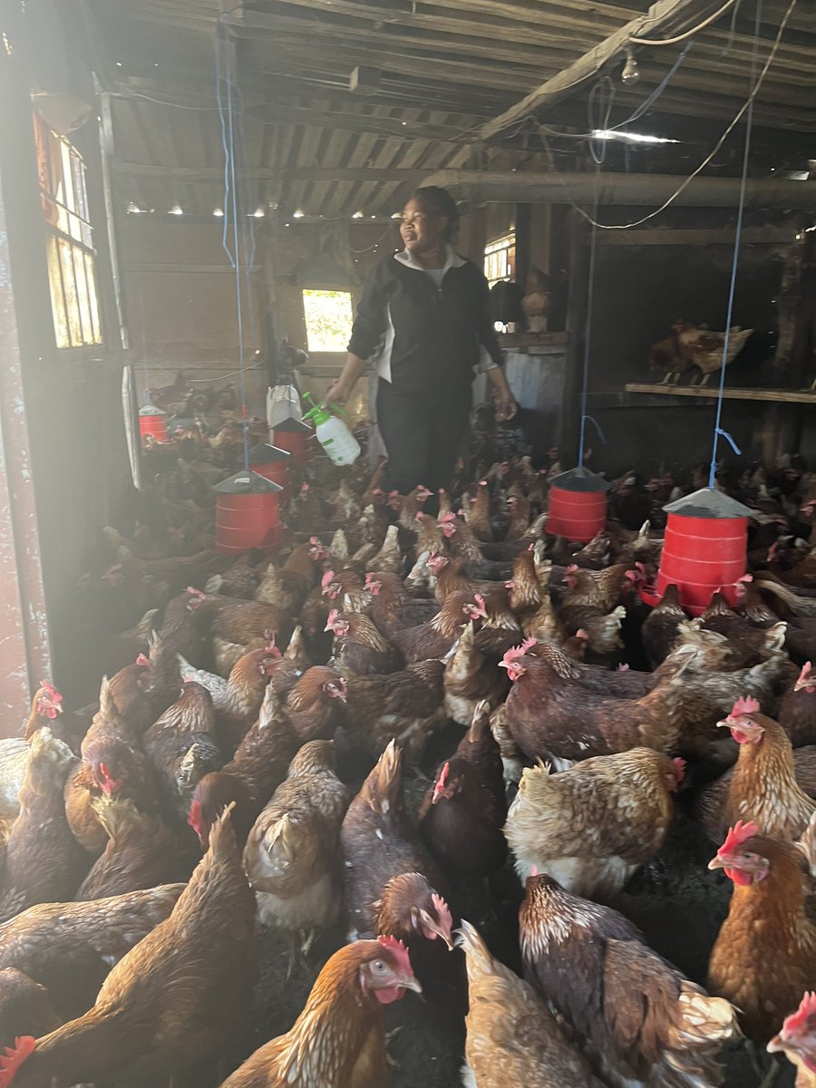 Mother of Chickens🇿🇦🇿🇦 tweet media