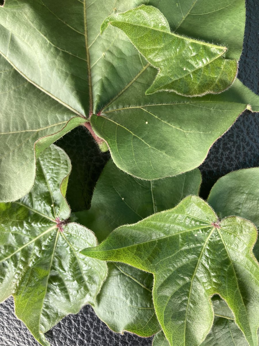 icecream_ground's tweet image. Obligatory bollworm egg on the truck console pic. #2022Flight #Vantacor