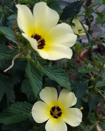 soniagracielah1's tweet photo. Turnera- Ojos pardos.
Las flores silvestres lo que anhelan es una mirada que refleje su esencia salvaje. Libertad es lo que exige 
#Flowers #beautiful #ThePhotoHour #turnera #ojospardos 
#planttwitter   
#soniagracielah1    
#plantsgarden #flowersphoto     #GardeningTwitter https://t.co/BU7DHqJ61E