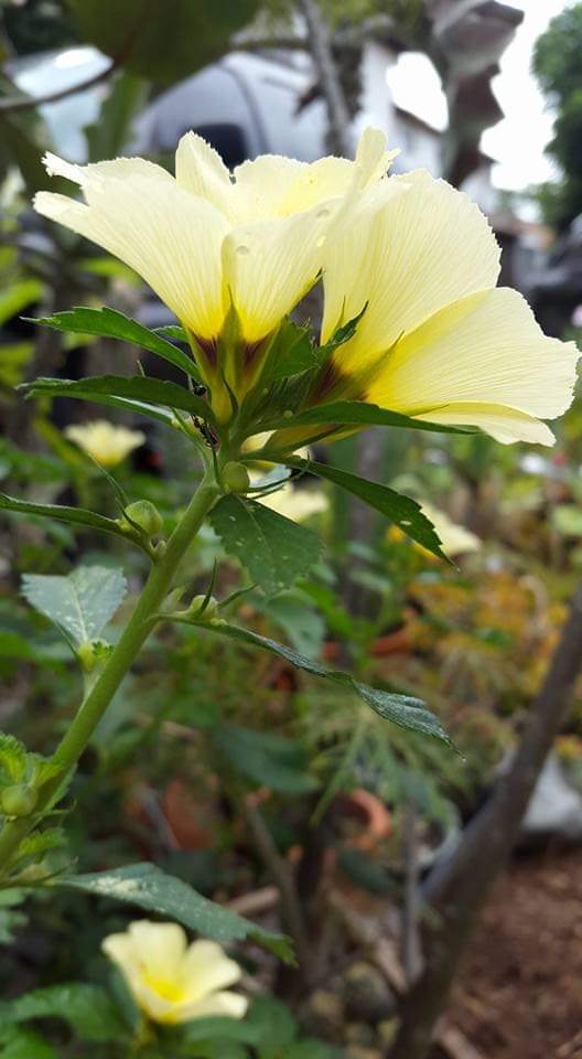 soniagracielah1's tweet photo. Turnera- Ojos pardos.
Las flores silvestres lo que anhelan es una mirada que refleje su esencia salvaje. Libertad es lo que exige 
#Flowers #beautiful #ThePhotoHour #turnera #ojospardos 
#planttwitter   
#soniagracielah1    
#plantsgarden #flowersphoto     #GardeningTwitter https://t.co/BU7DHqJ61E