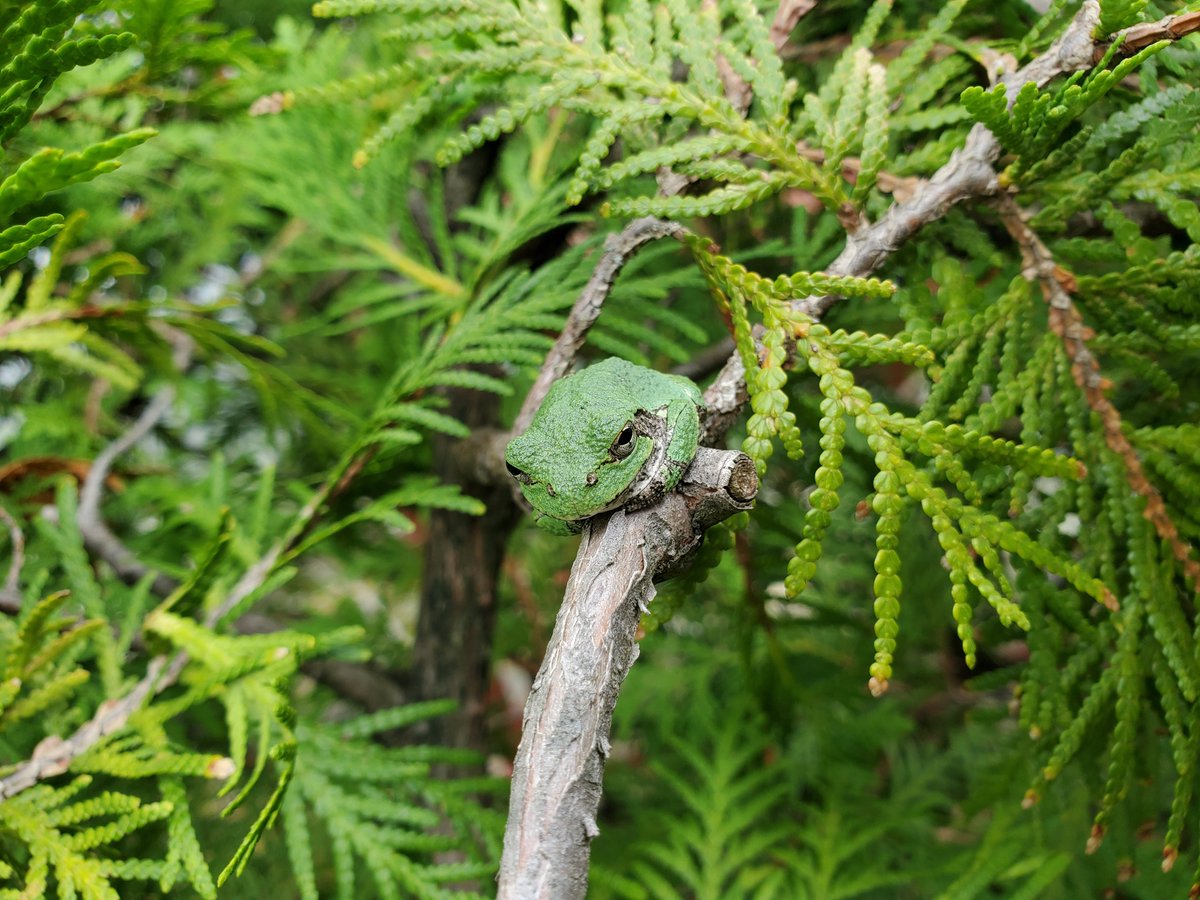 chris walters tweet media