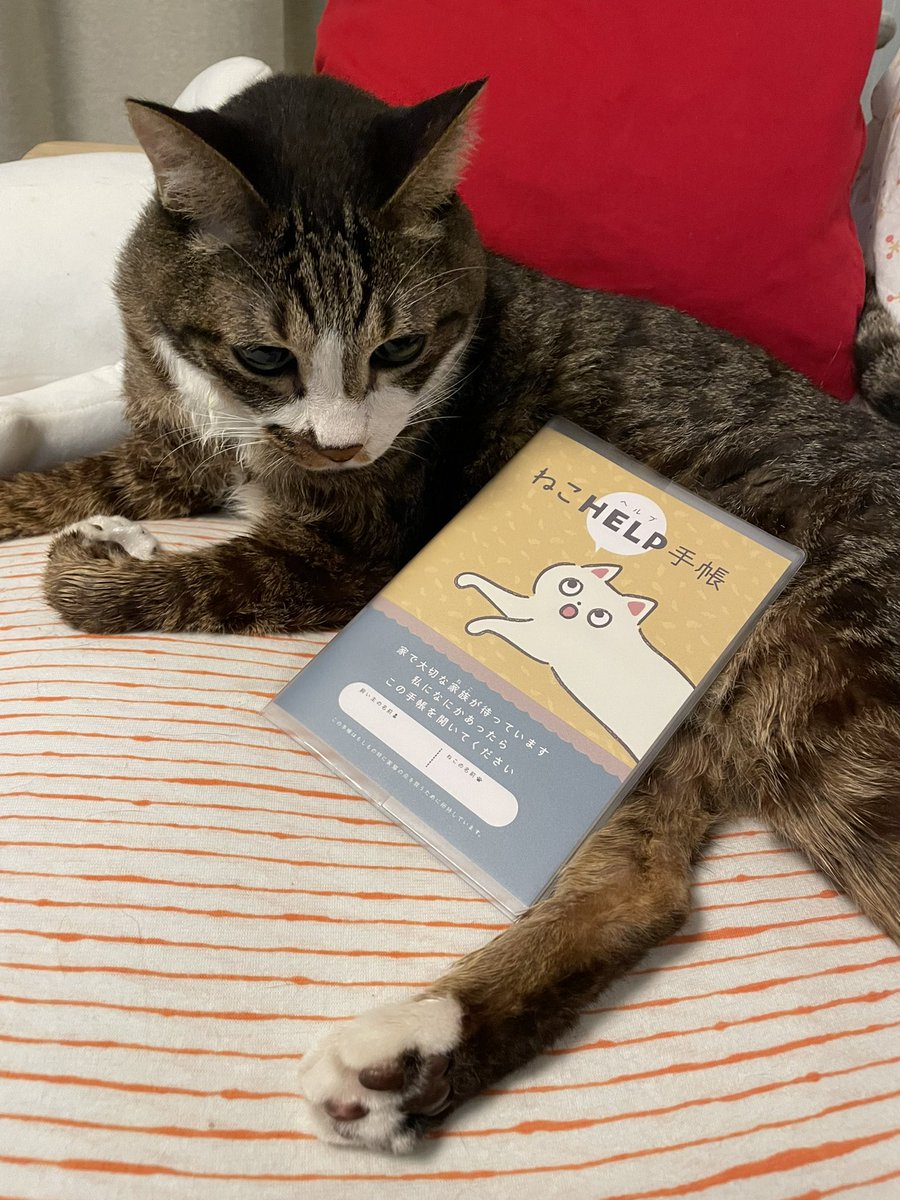 chibi_yonco's tweet photo. チビちゃん、届いたよ。
チビちゃんは、色々とたいへんだから
書いておこうね。✏️📖

#oki_soroe #ねこヘルプ手帳 https://t.co/7qeV0l7vvm