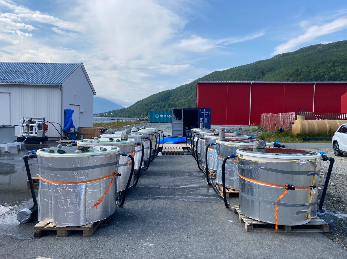 AnLebrun's tweet photo. The mesocosm experiment is launched! After setting up the system, gathering the organisms &amp; taking the initial measurements, everything is now running! Check out our article on : https://t.co/R4aO9yjA3l. @FACEITArctic @LovLabo @ChocTeamLov #EUPolarCluster #Arctic #ArcticResearch https://t.co/WIPXZcrcoK