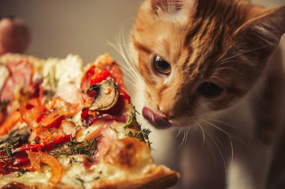 Fayette_Humane's tweet photo. Come have a great time with your friends at Mellow Mushroom on July 7th from 5-9PM. Mellow Mushroom is partnering with Fayette Humane Society(FHS) and will donate 10% of your order to FHS. Order take out or dine in.

https://t.co/otN4EIkdI6 https://t.co/aoi4PTQZPC