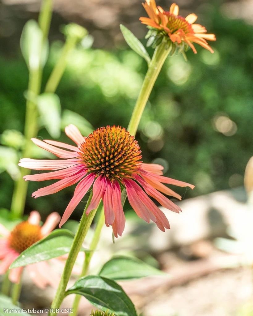 RJBOTANICO's tweet photo. Echinacea purpurea es quizá la
más popular de las equináceas. Apreciada en jardinería por la exuberancia de sus margaritas de floración tardía y en la botica por sus propiedades como estimulante del sistema inmune.
1. Echinacea purpurea 'Hot Lava'
2. E. purpurea 'Flame Tower' https://t.co/AbByanrwgx