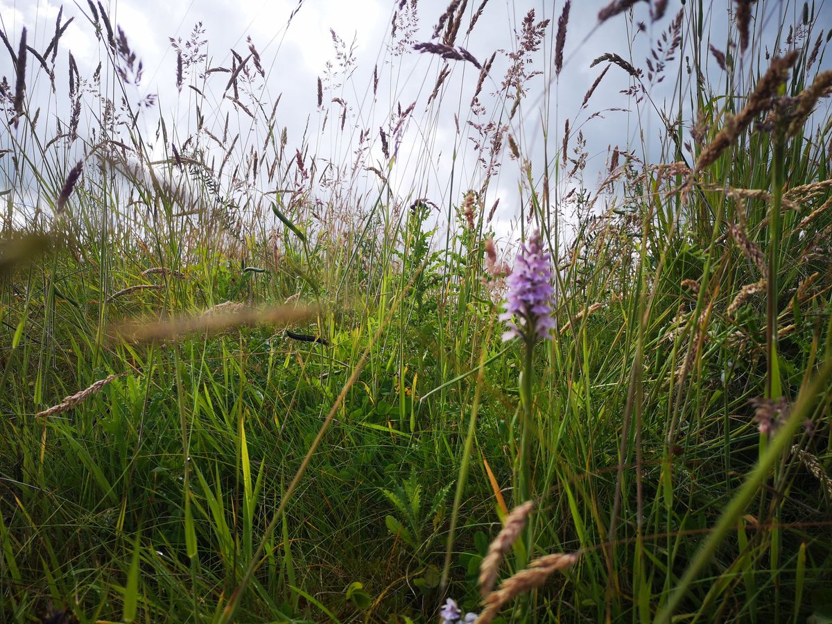 Last week a couple of the team were out having a look around some environmental aspects of the course, it was great to see nature taking its own course of action...

Bees enjoying the meadows, the pond showing new plants, and the sounds of all the wildlife 

#nature #environment