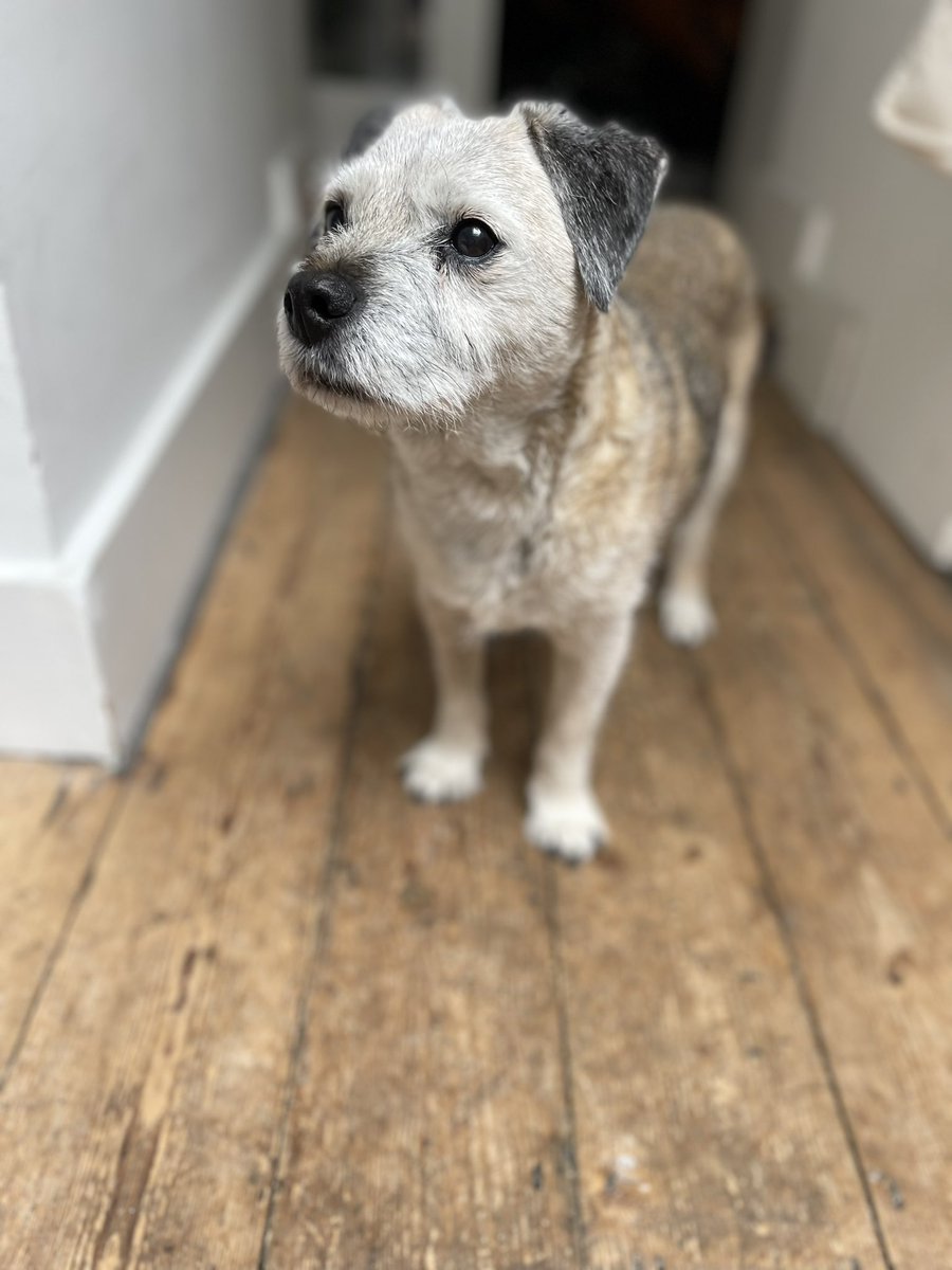 Hello 👋 how many sleeps did you say before my M &amp; D get back? Just the one @AriGoldBT 😊🐶 #btposse