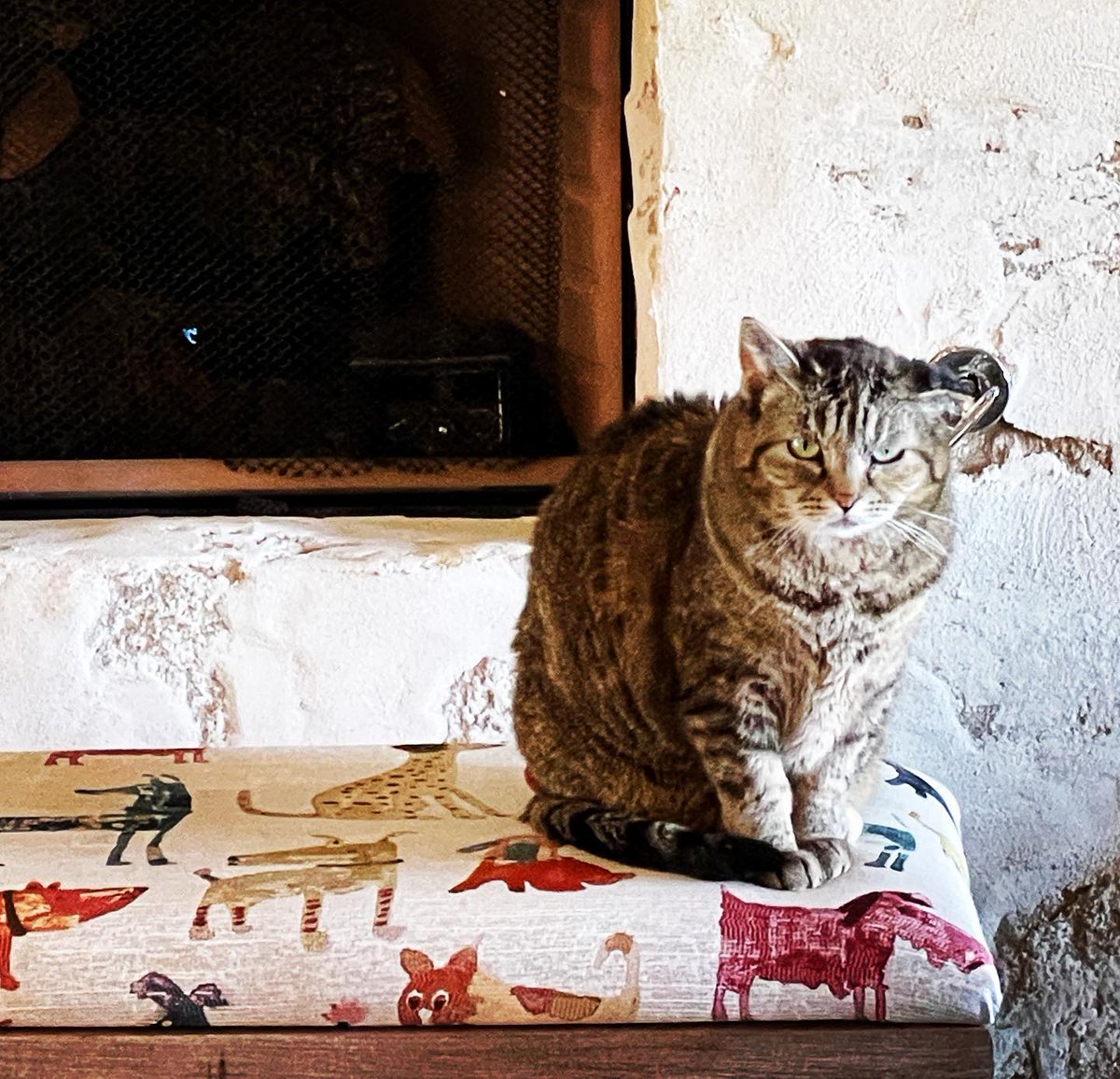 FreyjaCurlyEars's tweet photo. This is Fiddler giving me her usual stink eye because she jealous of how much Mr. Tibbles loves me. I was in his life first, Fiddler! But also, why don’t you love me too?! #momscat #momscats #jealous #otherwoman #cats #catsofinstagram #catstagram #pet #love #cute #kitty #instacat https://t.co/xgN93e9X5D