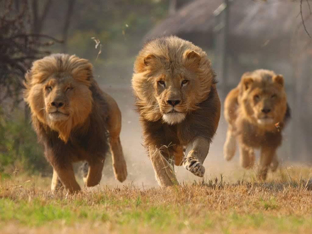 Anes101441292's tweet photo. Good evening my friends happy🦁 Wednesday🌲🌾 https://t.co/QFDy8d6cMf