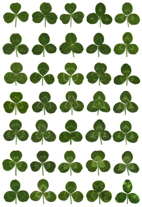 シロツメクサのtwitterイラスト検索結果