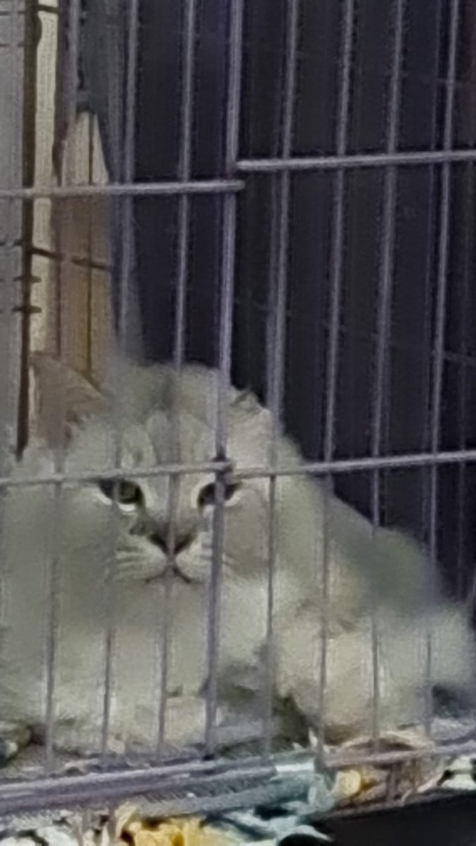 قطط للتبني tweet media