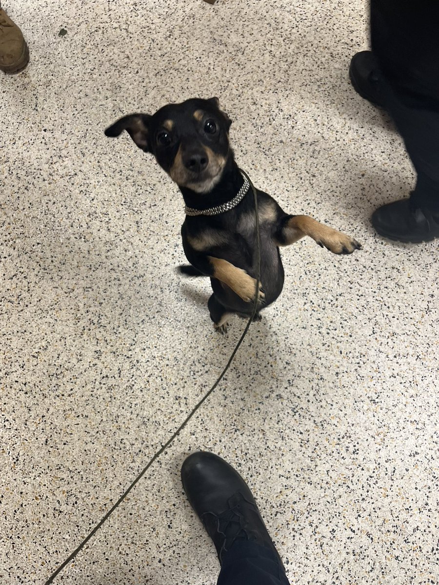 HobokenPD's tweet photo. Help me find my home! I was found today at 7am in the area of 400 Marshall Drive. Give us call if you recognize this 🐶 201-420-2100 @CityofHoboken https://t.co/ZVEisRJ8aW