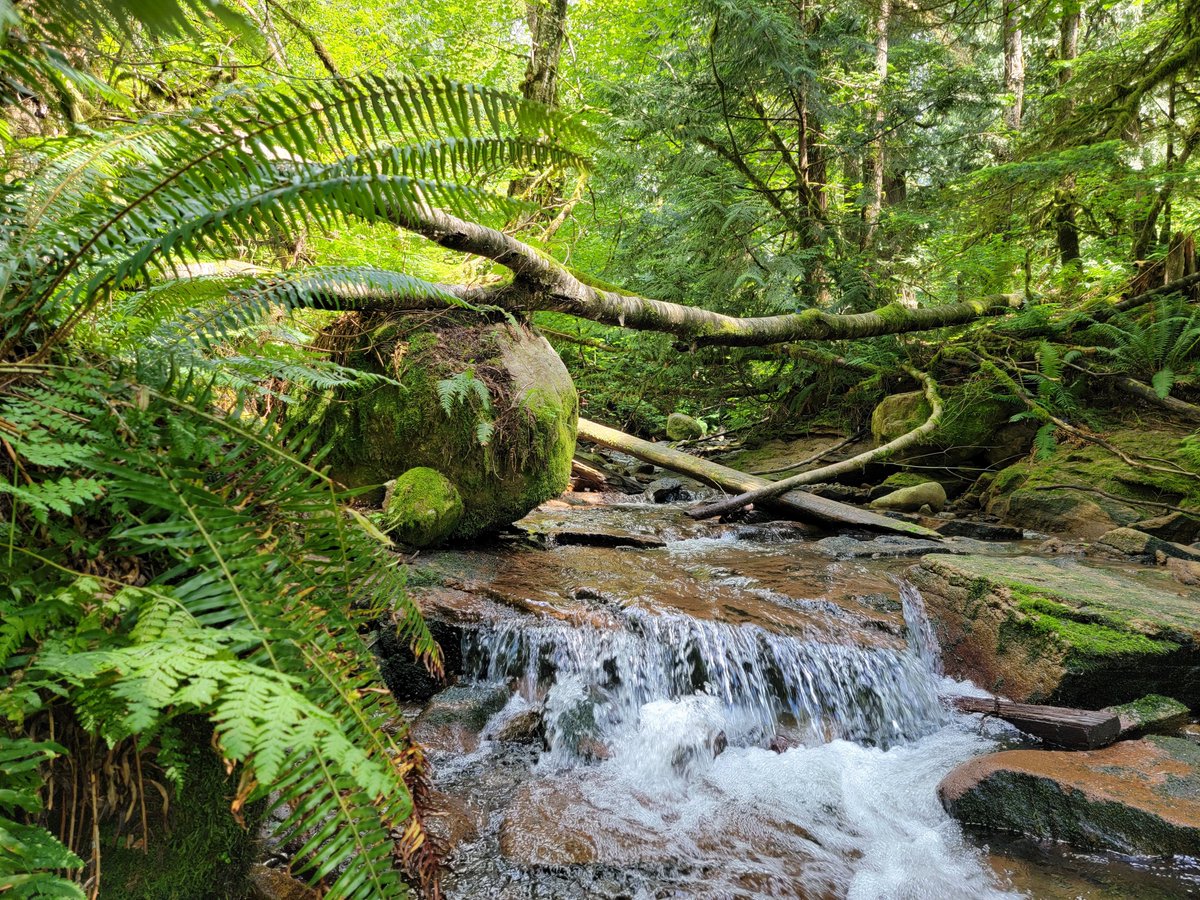 geordiemuppet's tweet photo. Good Morning and Welcome to #ThinkPadThursday
How about some Advanced Level #FindTheThinkPad
Somewhere in this photo is a #ThinkPadMini
If nothing else enjoy absorbing the relaxing greens.
#LenovoIN #MiniThinkPad #ThinkPad @Lenovo @LenovoThinkPad @LenovoIN
1/2 https://t.co/OPN06eepUF