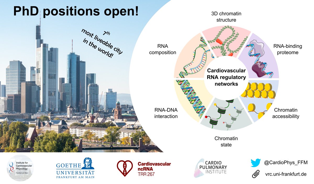 Are you interested in the roles of #RNA and #chromatin in the #cardiovascular system? We have #PhD positions open in a multidisciplinary team using cutting-edge techniques, including #sequencing, #molecularbiology, #bioinformatics and #physiology to approach this topic (1/4)