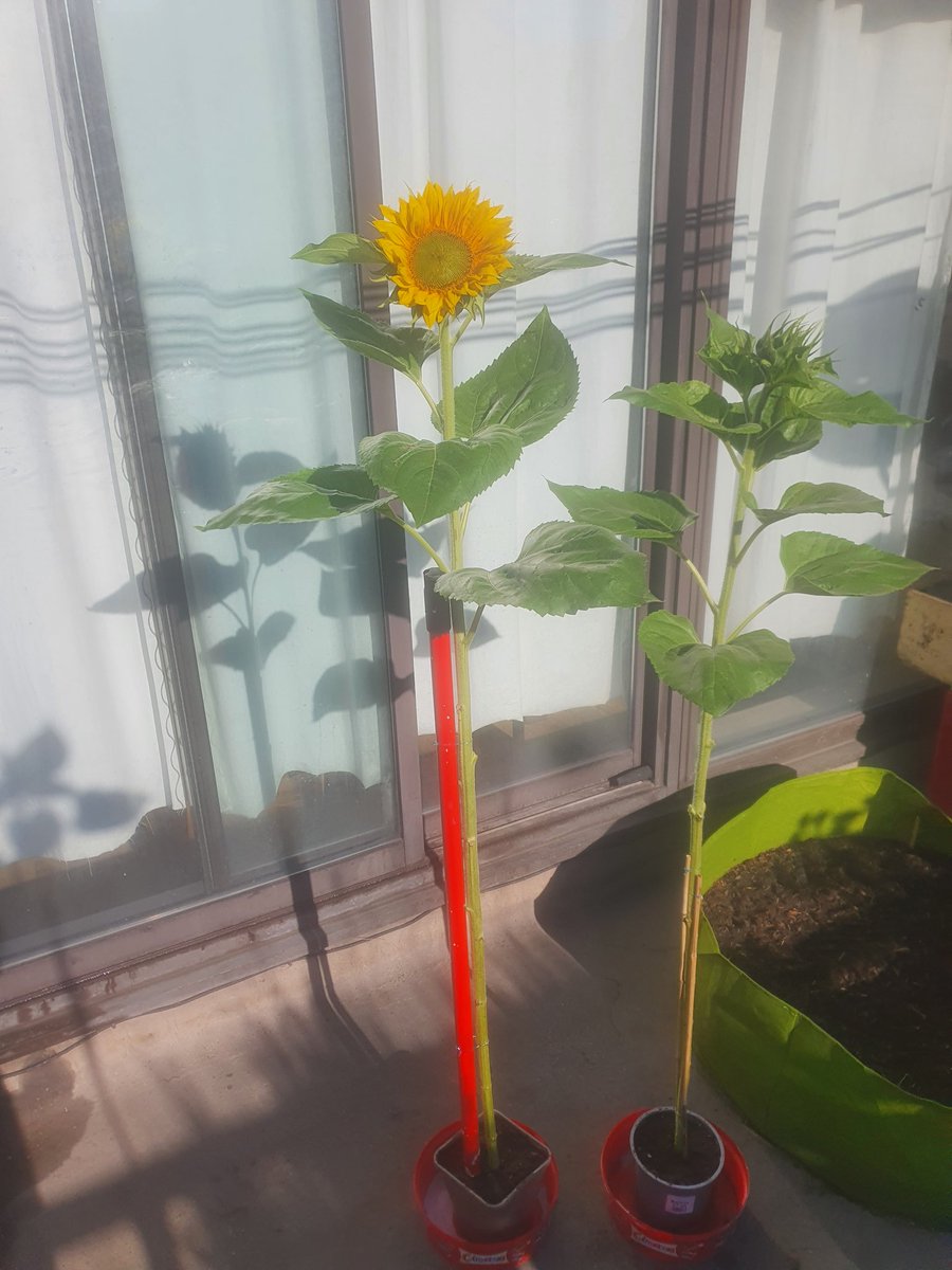 CHASEJLONDON's tweet photo. *UPDATE* INTO WEEK 11 (FLOWERING) OF @TogetherukTV Sunflower Challenge π» MY TALLEST ONE RIGHT NOW IS STARTING TO BLOOM π
#TogetherTV #SunflowerChallenge #sunflowers #SunflowerChallenge2022 https://t.co/GsUMdyCCOA