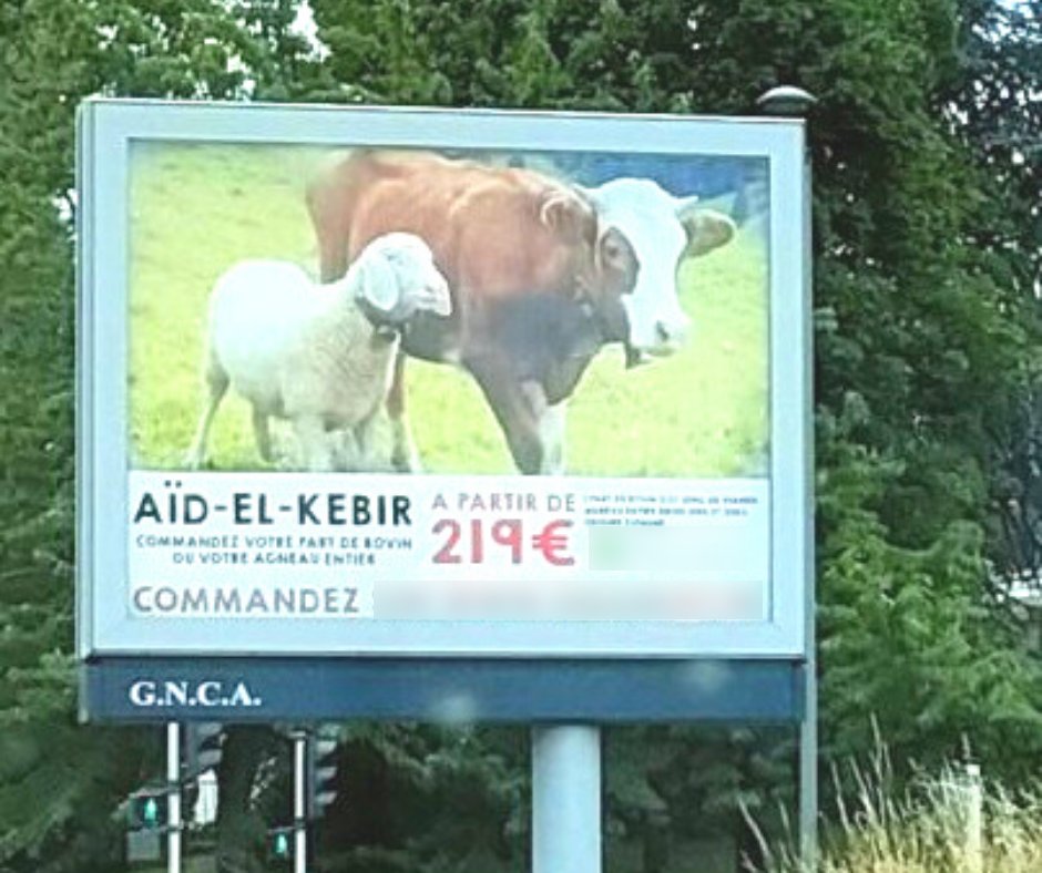 FBB_Officiel's tweet image. #AidElKebir
Alors que l’Aïd approche, des publicités foisonnent pour promouvoir l’achat de viandes issues d’abattages rituels.
L’occasion de rappeler l’atrocité que vivent des milliers d’animaux promis à la longue et cruelle agonie qu’est l’abattage sans étourdissement !