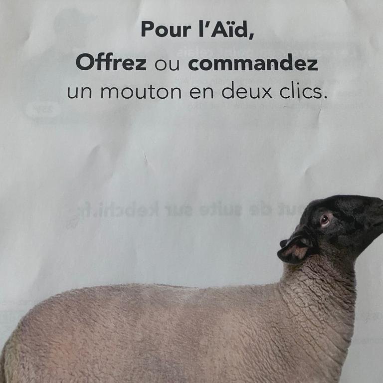 FBB_Officiel's tweet image. #AidElKebir
Alors que l’Aïd approche, des publicités foisonnent pour promouvoir l’achat de viandes issues d’abattages rituels.
L’occasion de rappeler l’atrocité que vivent des milliers d’animaux promis à la longue et cruelle agonie qu’est l’abattage sans étourdissement !