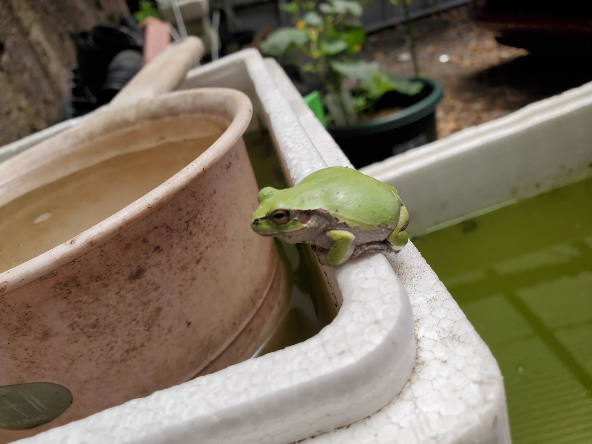 @nikoniko3210 うちのメダカ水槽にも良いもん食ってぷくぷくのアマガエルさんいますよ٩( ᐖ )و 