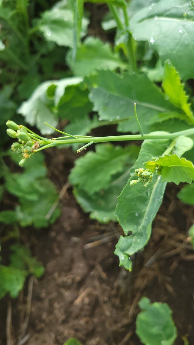 Alan Mittelstadt tweet media