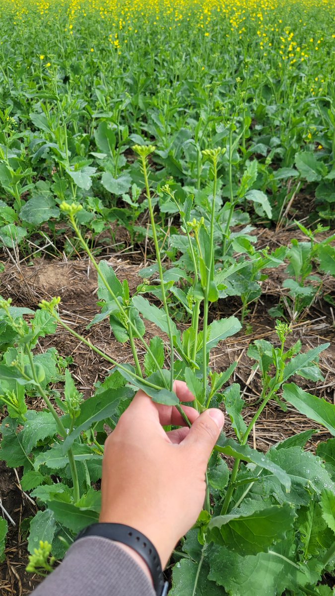 Alan Mittelstadt tweet media