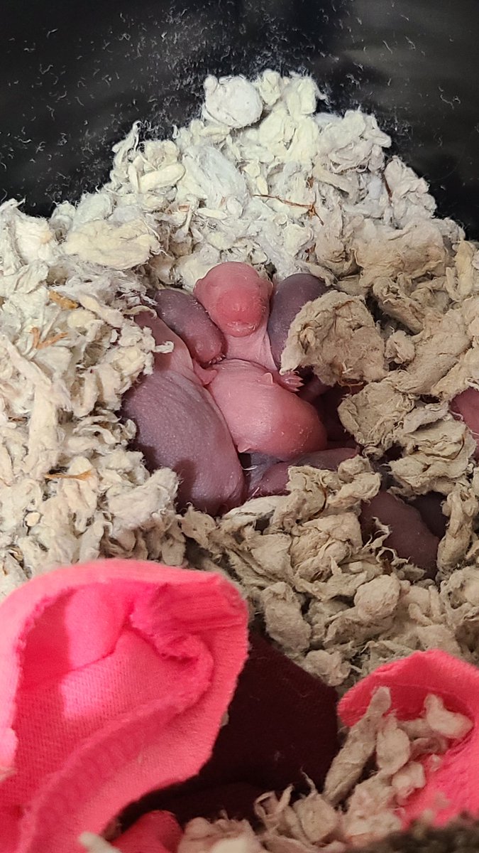 babies are getting pigment!!!