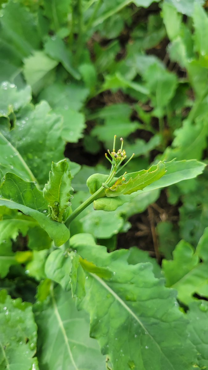 Alan Mittelstadt tweet media