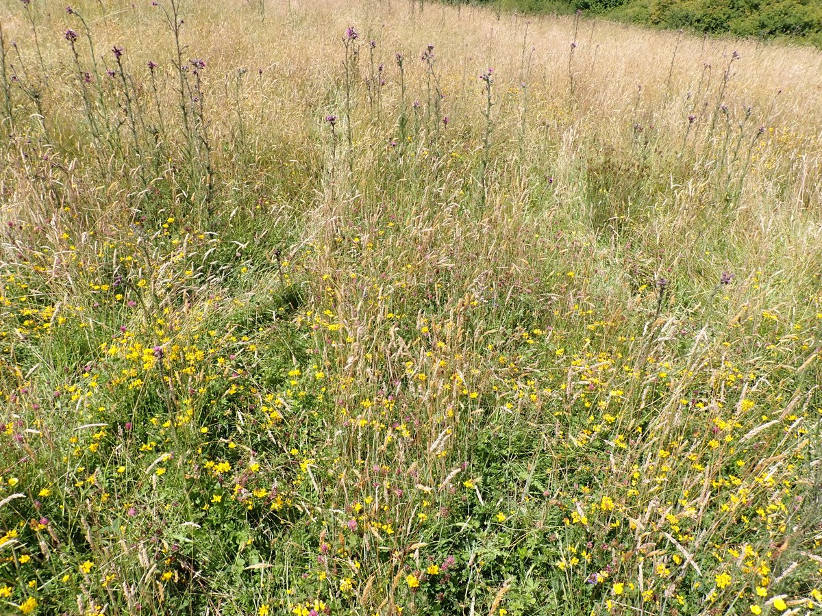 graemelyons's tweet photo. Look at all the flower &amp; structure at Butcherlands.  Rewilding works when you pause/pulse the grazing, not when you graze everywhere all year round. The pauses are as important as the grazing itself. The inverts reflect this too @SussexWildlife @GlennNorris13 @KneppWilding https://t.co/cv8qWbpvyZ