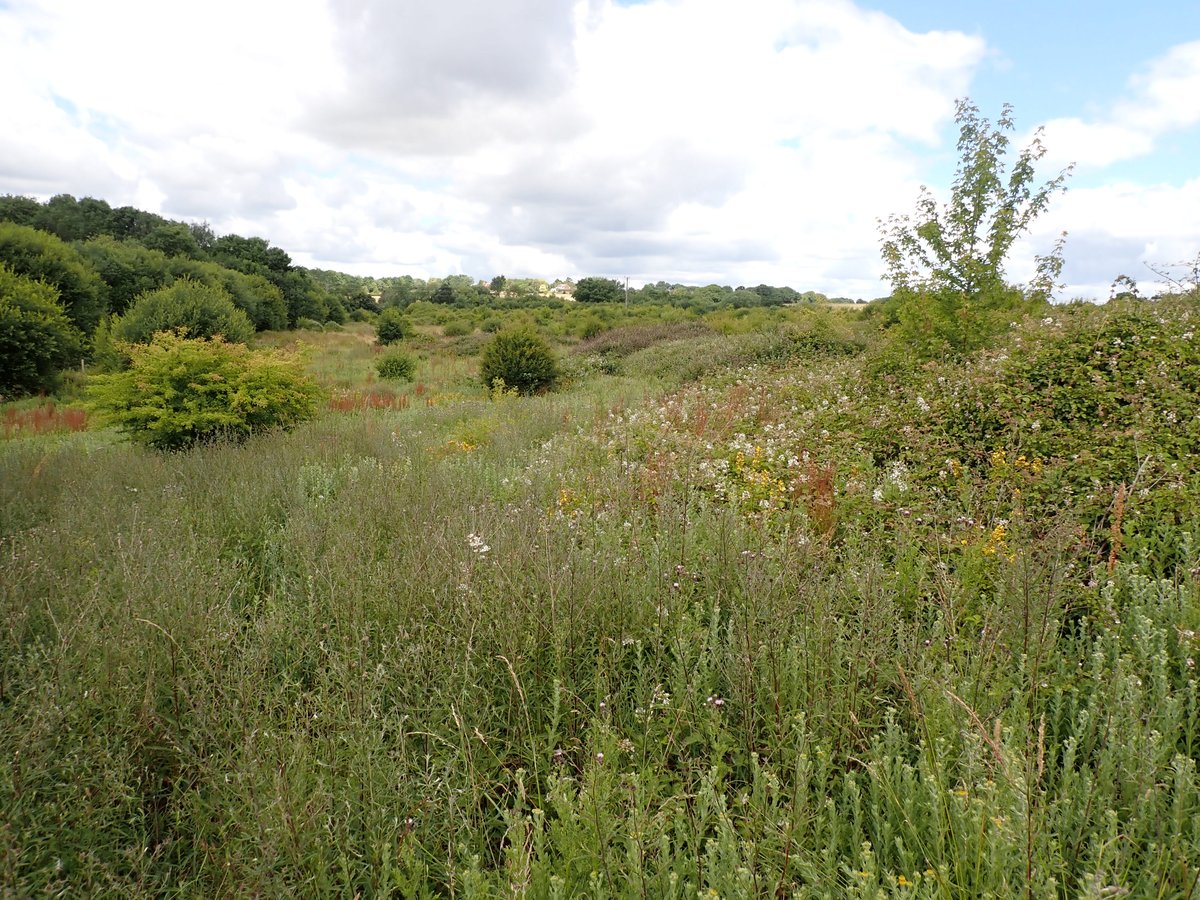 graemelyons's tweet photo. Look at all the flower &amp; structure at Butcherlands.  Rewilding works when you pause/pulse the grazing, not when you graze everywhere all year round. The pauses are as important as the grazing itself. The inverts reflect this too @SussexWildlife @GlennNorris13 @KneppWilding https://t.co/cv8qWbpvyZ