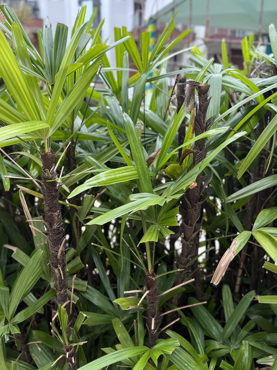 sirishrao's tweet image. Nature can be the most calming influence on a person’s body, mind and soul.. #NaturePhotography #NatureIsCalling #calminginfluence #mindful