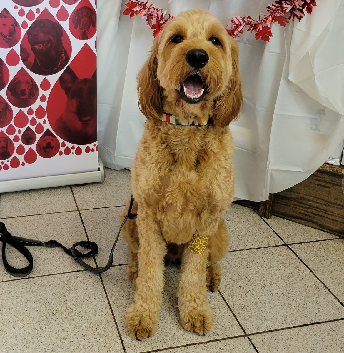 My superpower is donating to help other dogs play with me in the park longer! #WellnessWednesday