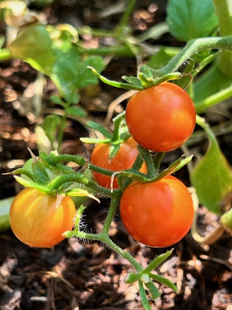 Beauty and bounty in our partner garden at @ivanettadaviselc - female cabbage white butterfly on a pink zinnia and ripening red cherry tomatoes. We harvest juuuust enough to keep things producing well for the return of our little gardeners in a little over a month. #gardengrowing