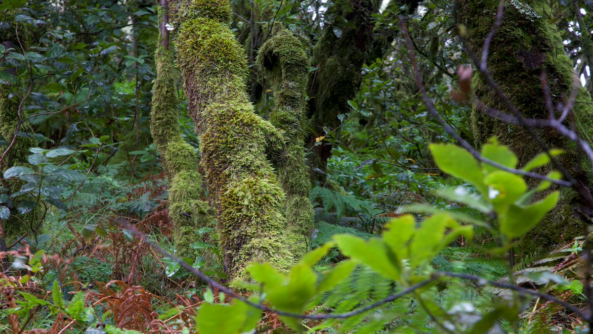 RTVE_Com's tweet photo. El Parque Nacional de Garajonay tiene en su interior una de las mejores representaciones de los bosques de Laurisilva.
#DeParqueEnParque: a las 19:10 h en @la2_tve https://t.co/xUcte5VtV7