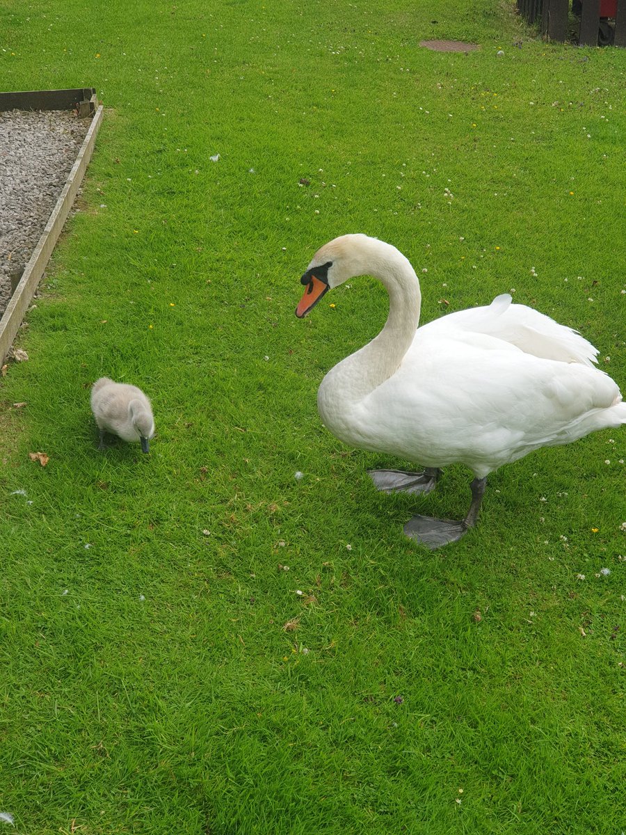 Garry Benson tweet media