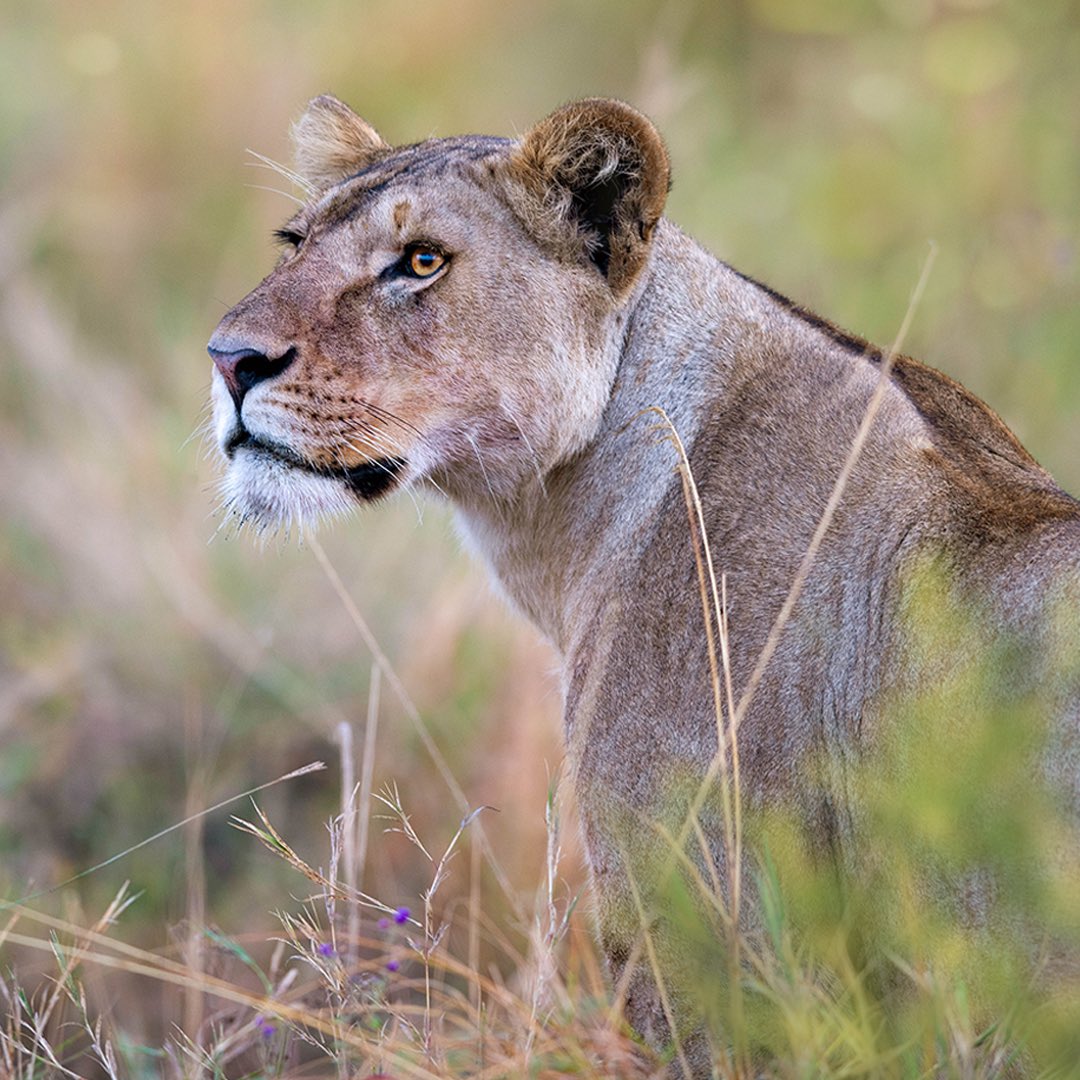 onenaturehotels's tweet photo. All felines have whiskers, but what’s it for? Unlike a human’s moustache, these wiry wisps of hair are not just for looks. Lion whiskers help them navigate through tight, dark places and alert them for changes in airflow, which is helpful when hunting for prey.

#wildlife #travel https://t.co/tE1ExHBjAR