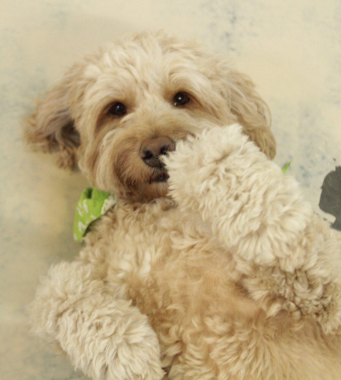 Good Dog Hotel Spa GoodDogIndy X
