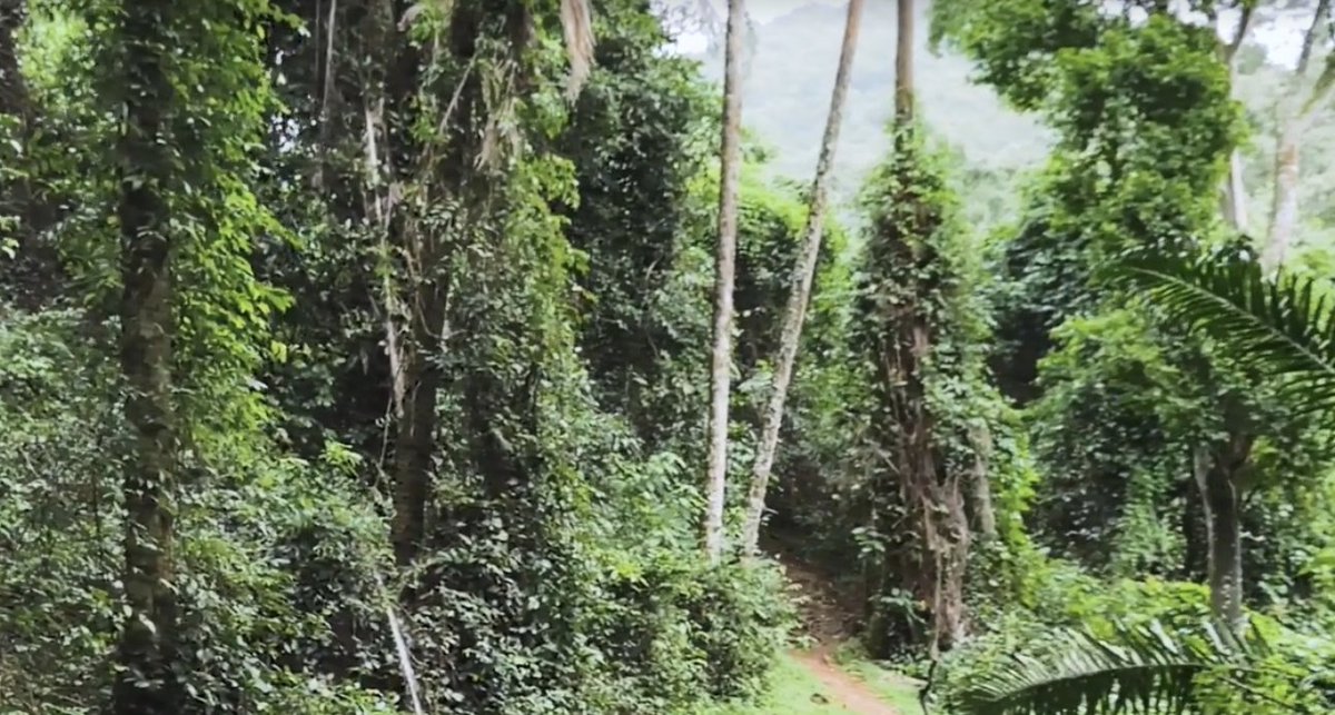 Docusign's tweet image. Join our Good Code hackathon and help preserve chimpanzee habitats. Let's conserve the natural world we all share. bit.ly/3bN9A7T @DocuSignAPI @JaneGoodallInst #DocuSignforForests #CodeforGood