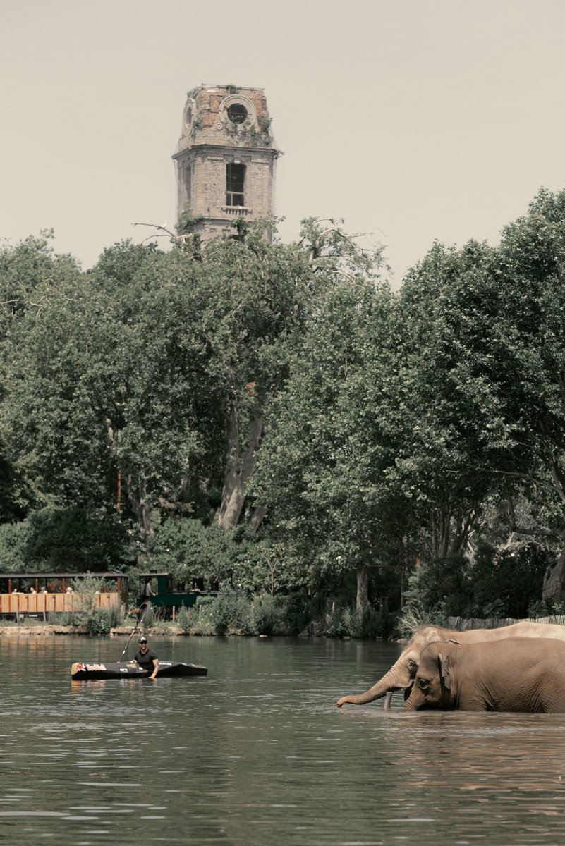 [Insolite] Maxime #Richard, le quadruple champion du monde de #kayak, s'est jeté à l'eau à <a href="/pairidaiza/">Pairi Daiza</a> en compagnie du plus grand groupe d’éléphants d’Asie hébergés en Europe.
Photo : © Antoine Sedran
#MercrediMenagerie #Wallonie #Belgique #VisitWallonia