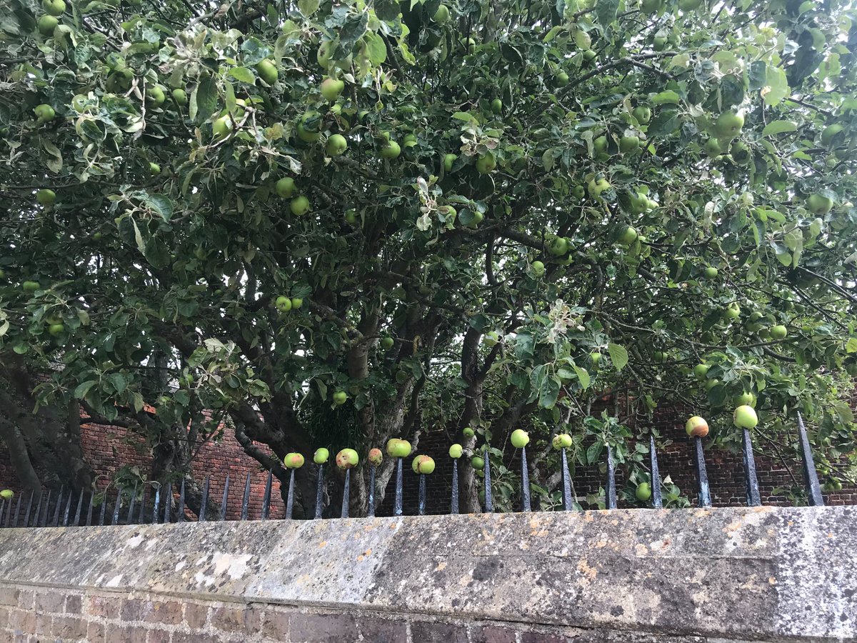Paultravis01's tweet photo. "June Drop" apples spiked by the palings on Barge Walk at Hampton Court.  Shame it wasn't at the Tower! @HRP_palaces, @HRP_Surveyors https://t.co/wnZGbKL2T4