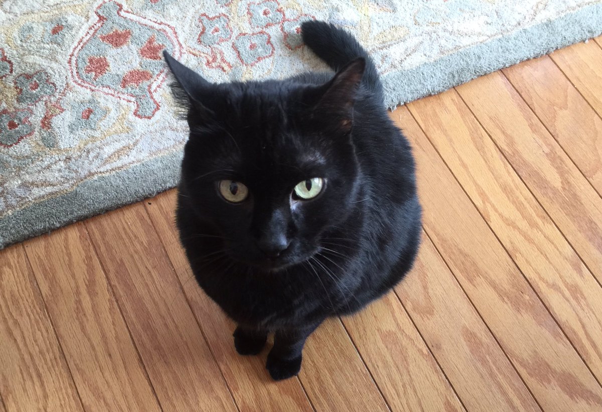 NinaVee's tweet image. Picco still has a lil sneeze but the vet said all is well. Such a hard time getting him in his carrier! When I finally got him in the first time, he slid all the way thru b/c other side was, unknown to me, unzipped. It took a while. 🤷🏼‍♀️
#OperatorError
#TheSingleLife