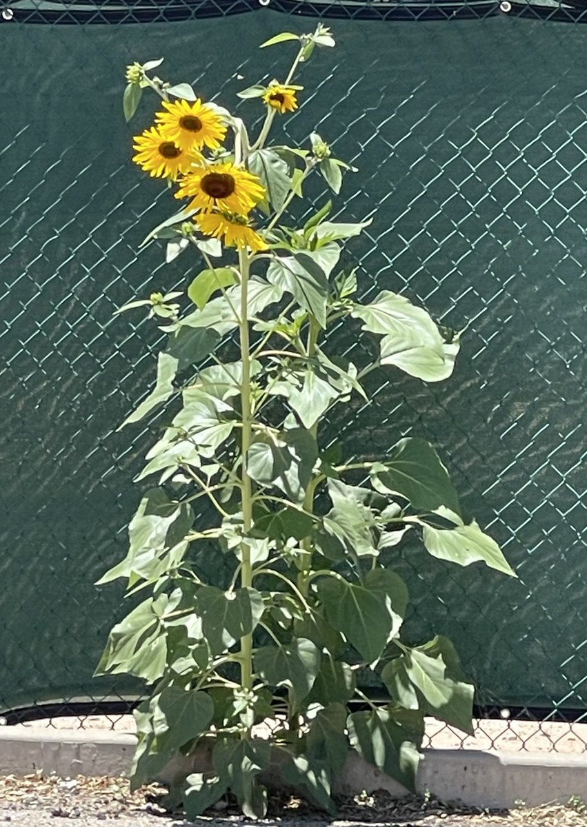 Last year my students dubbed this Sunflower Blvd. Seems to be coming along nicely for my new 5th graders! Only a month away…the count down begins! <a href="/LavalandES/">Lavaland Elementary</a>