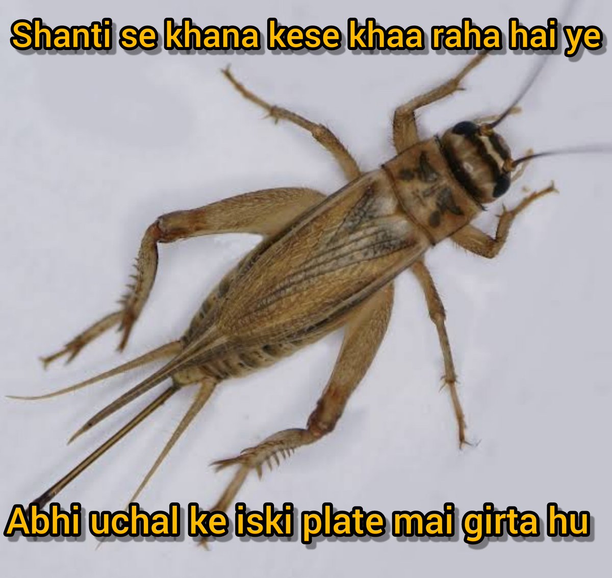 ajmeripoet's tweet photo. Monsoon meme 😸😸 https://t.co/oWAsKADBtJ