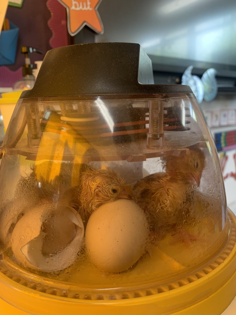 Miss Mackenzie 5M tweet media